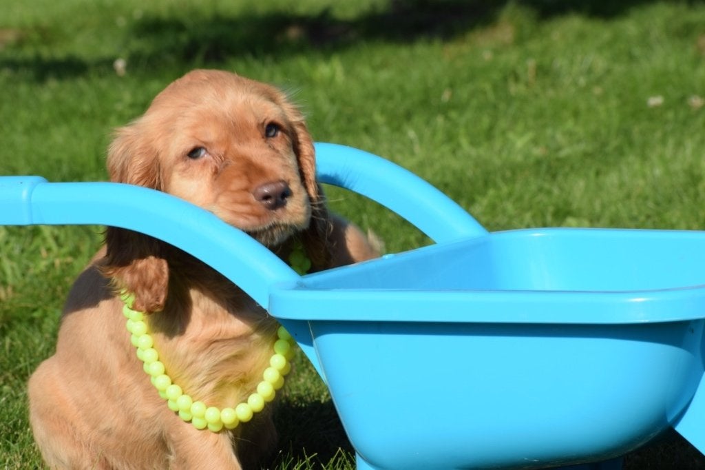 Engelse cocker spaniel pups diverse kleuren, Dieren en Toebehoren, België, 8 tot 15 weken, Meerdere, Meerdere dieren