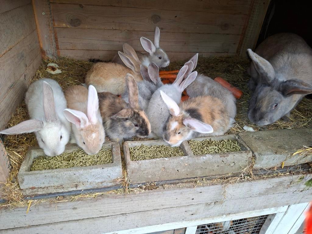 9 Duitse reuzen  jongen