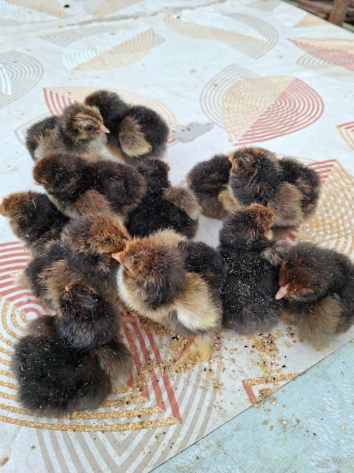 Poussins de jour de Brahma doré/noir avec ourlet, Sexe inconnu, Poule ou poulet