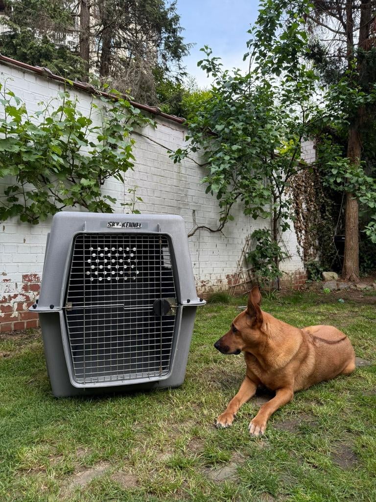 Petmate Sky Kennel Giant XXL Grote transportbench voor hond, Dieren en Toebehoren, Hondenhokken, Ophalen