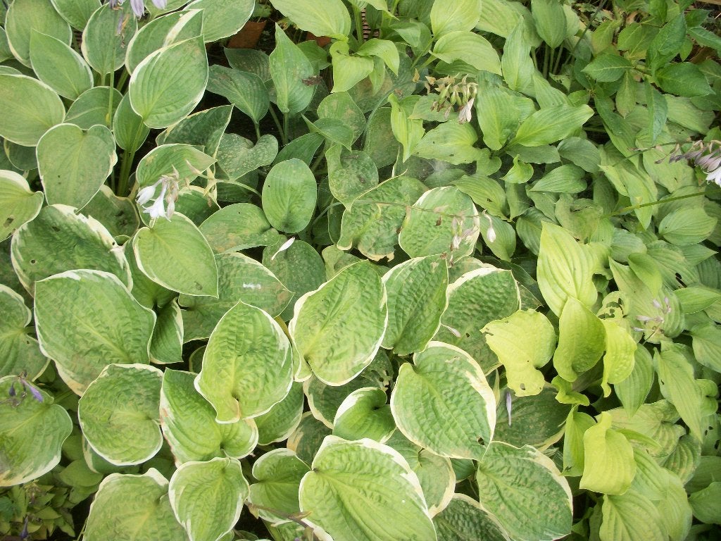 Hosta's de meerderheid op naam, Ophalen, Bodembedekkers, Vaste plant, Halfschaduw