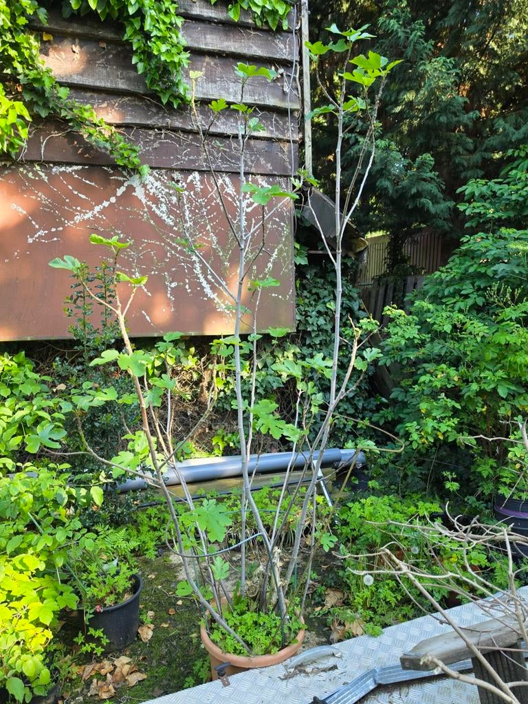 Vijg in pot, Tuin en Terras, Ophalen, In pot