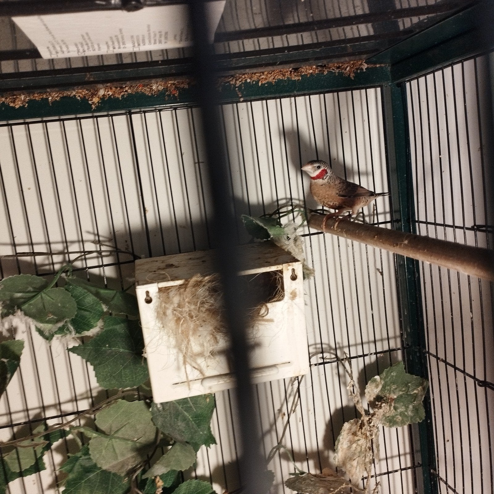 koppel bandvinken, Dieren en Toebehoren