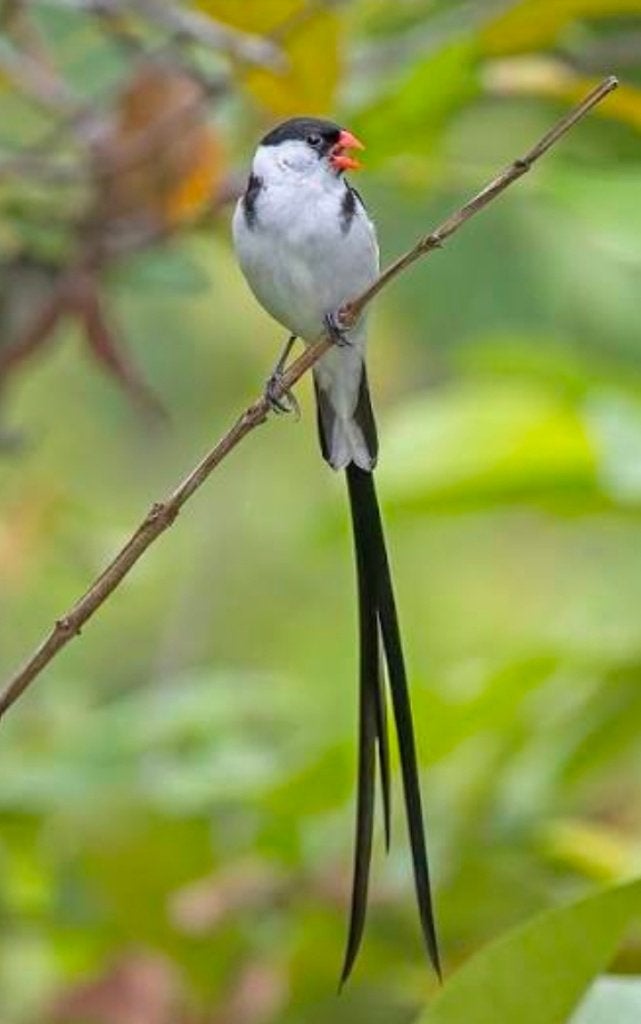 1-1 dominicanerwida + sint Helena, Dieren en Toebehoren, Vogels | Overige Vogels, Meerdere dieren, Tropenvogel