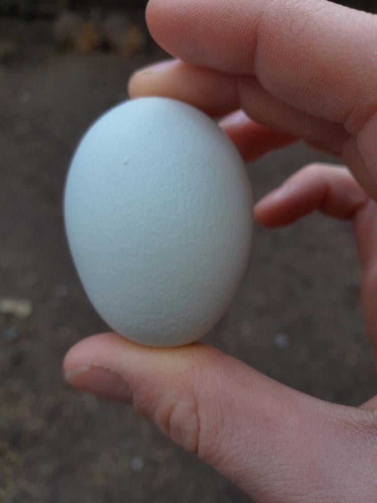 Kleurlegger hen/koppel, Meerdere dieren, Kip