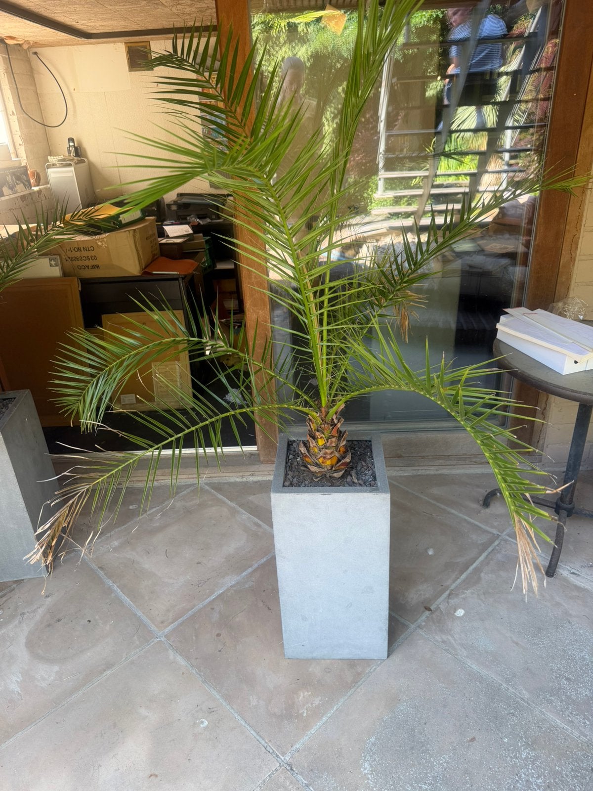 2 x palmiers in pot, Enlèvement, Comme neuf
