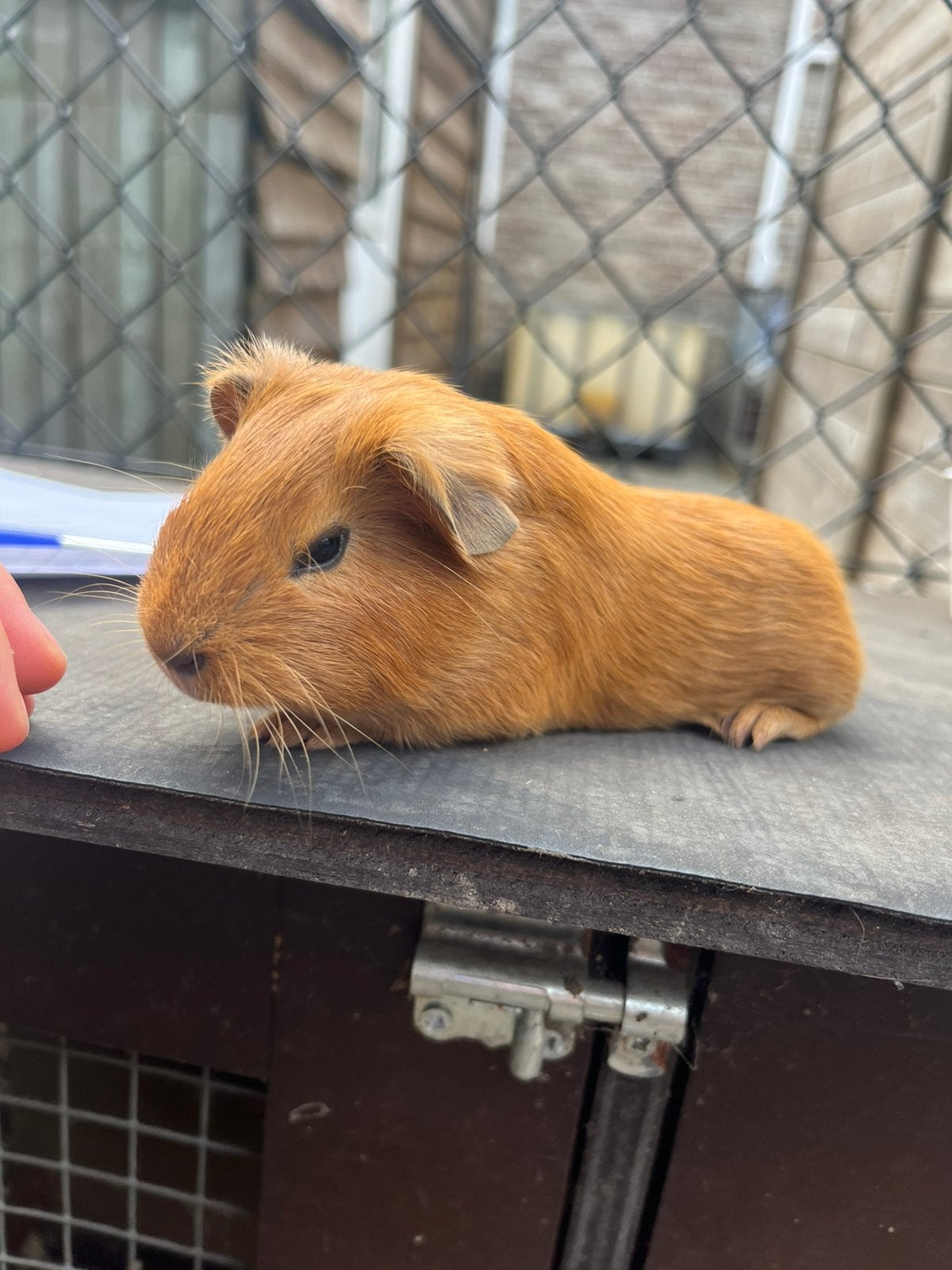 Cavia’s, Dieren en Toebehoren, Knaagdieren, Juli, Meerdere dieren, Cavia