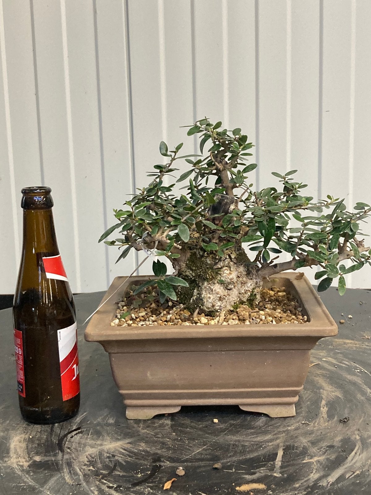 Olive bonsaï à tige épaisse, Jardin & Terrasse, Enlèvement