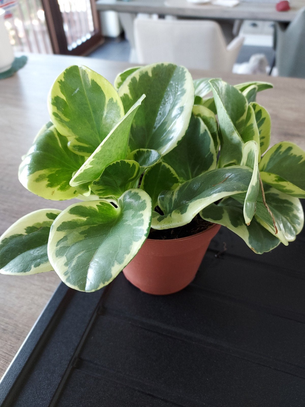 kamerplant, Ophalen