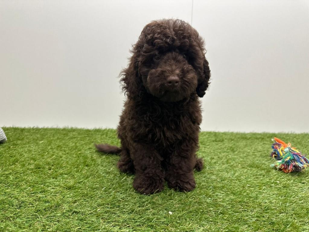 Standaard Poedel pup, Dieren en Toebehoren, Honden | Chihuahua's en Gezelschapshonden, Poedel, België, Reu, 8 tot 15 weken