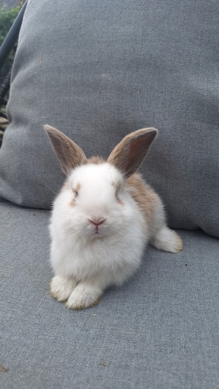 Baby konijntjes, Dieren en Toebehoren, Konijnen, Geslacht onbekend, Middelgroot, 0 tot 2 jaar