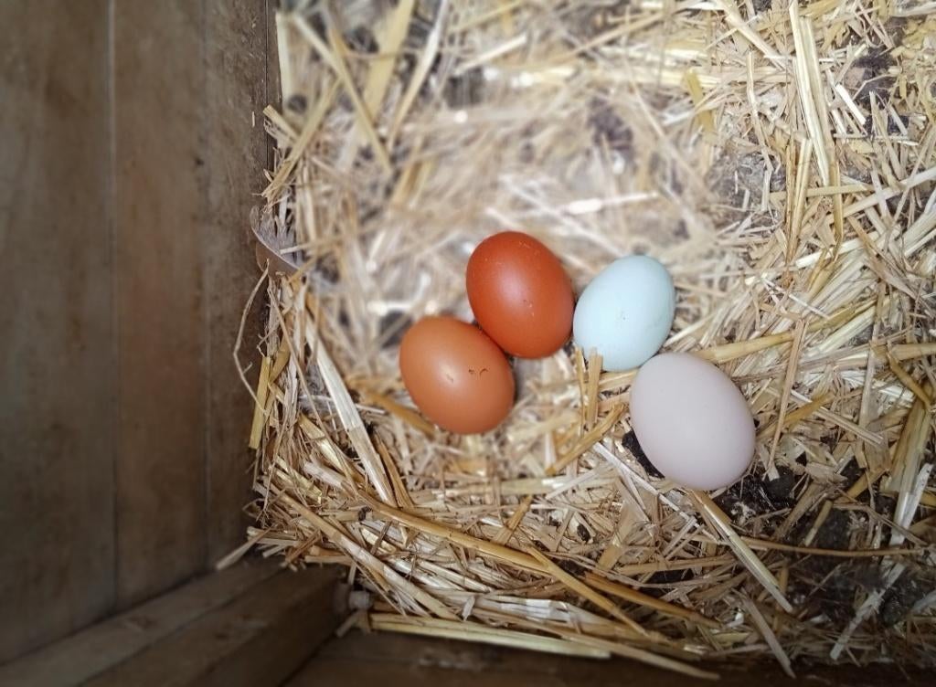 Oeufs fécondés de couleur, Achat, 4 portes, Bleu, Particulier
