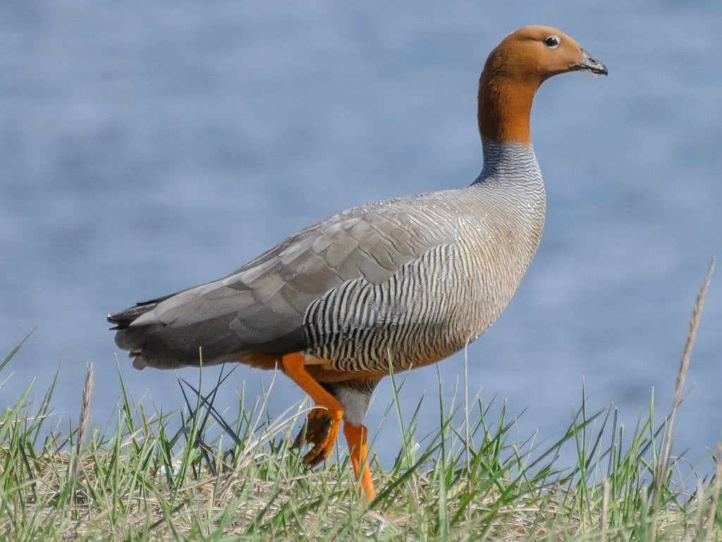 roodkopgans/ siereenden, Dieren en Toebehoren, Pluimvee