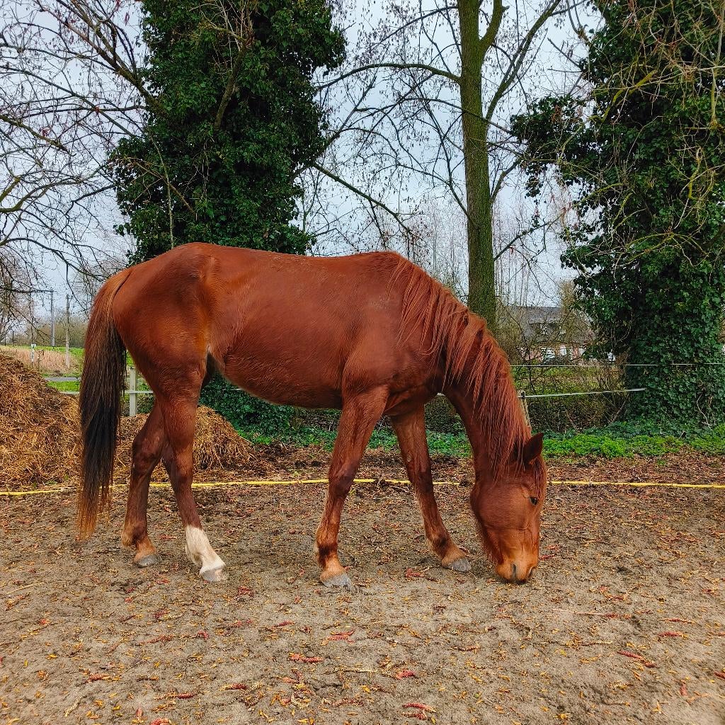 4 jarige merrie als weidemaatje/draagmerrie, Dieren en Toebehoren, Paarden, Merrie, Met stamboom, Zadelmak, 3 tot 6 jaar