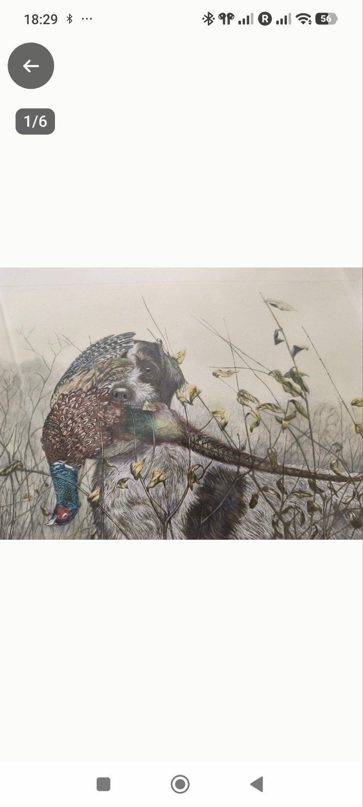 kleurenlithografie genaamd "Griffon Korthals met fazant", Enlèvement