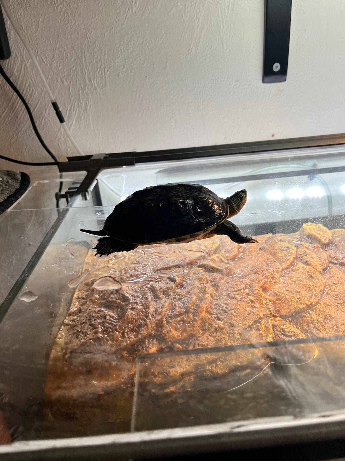 Schildpad, Dieren en Toebehoren