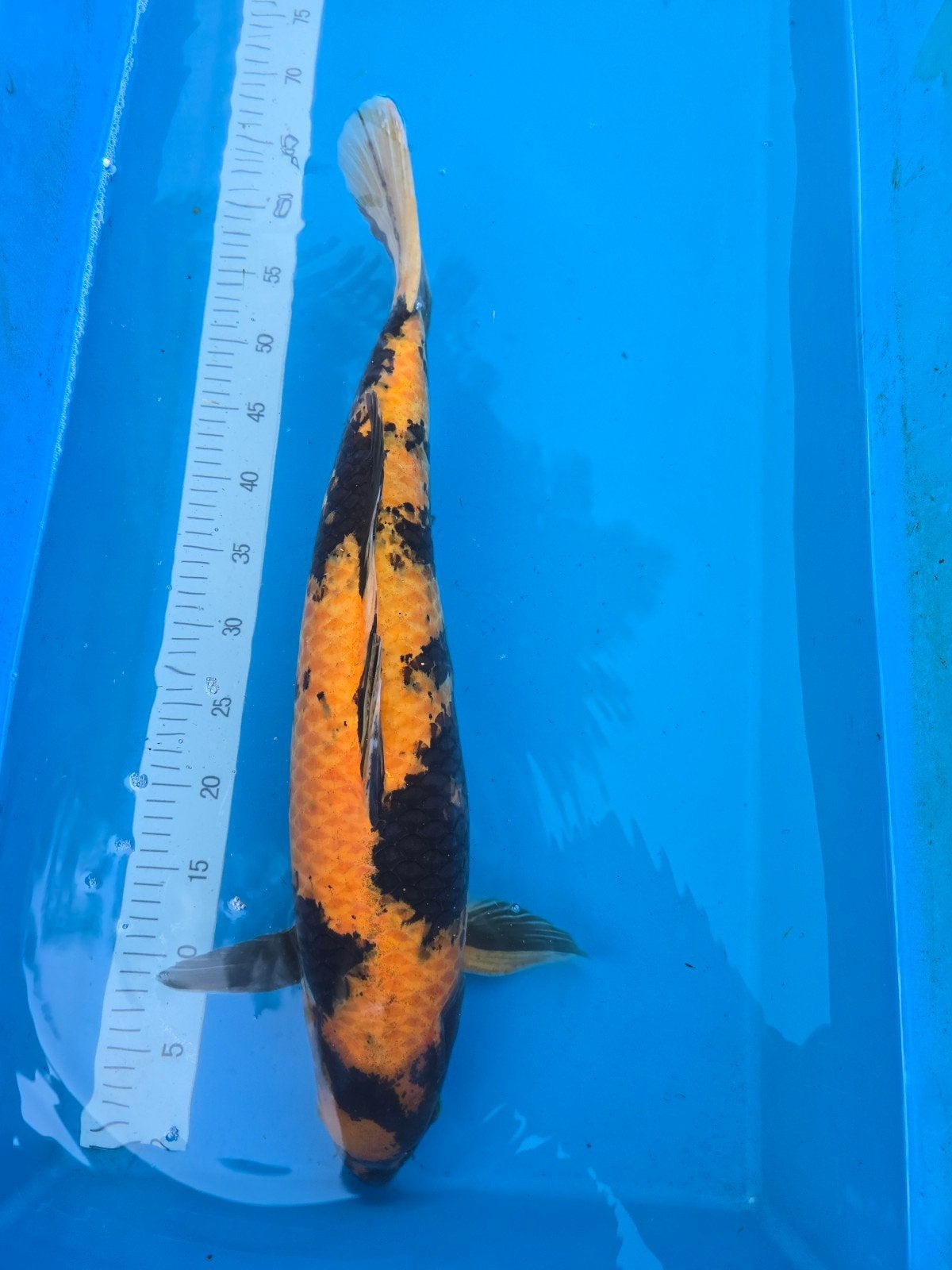 Très beau Ki Utsuri 60-65cm
