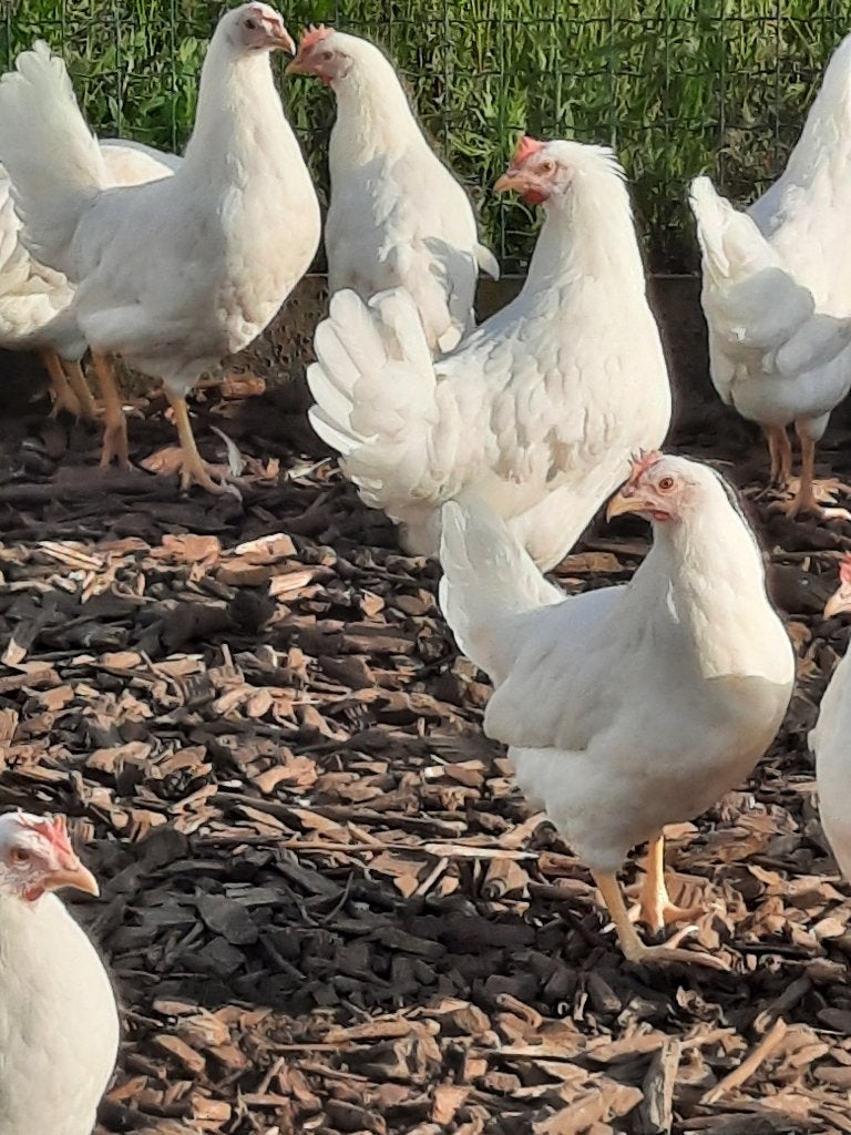 Legkippen, Meerdere dieren, Kip