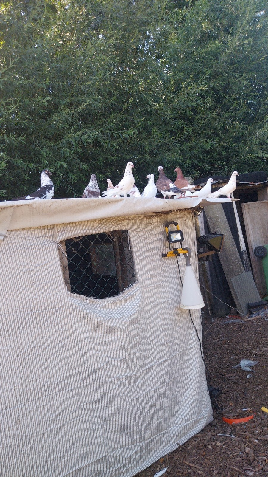Vogels, in verschillende kleuren[ van 4maanden oud tot 1jaar