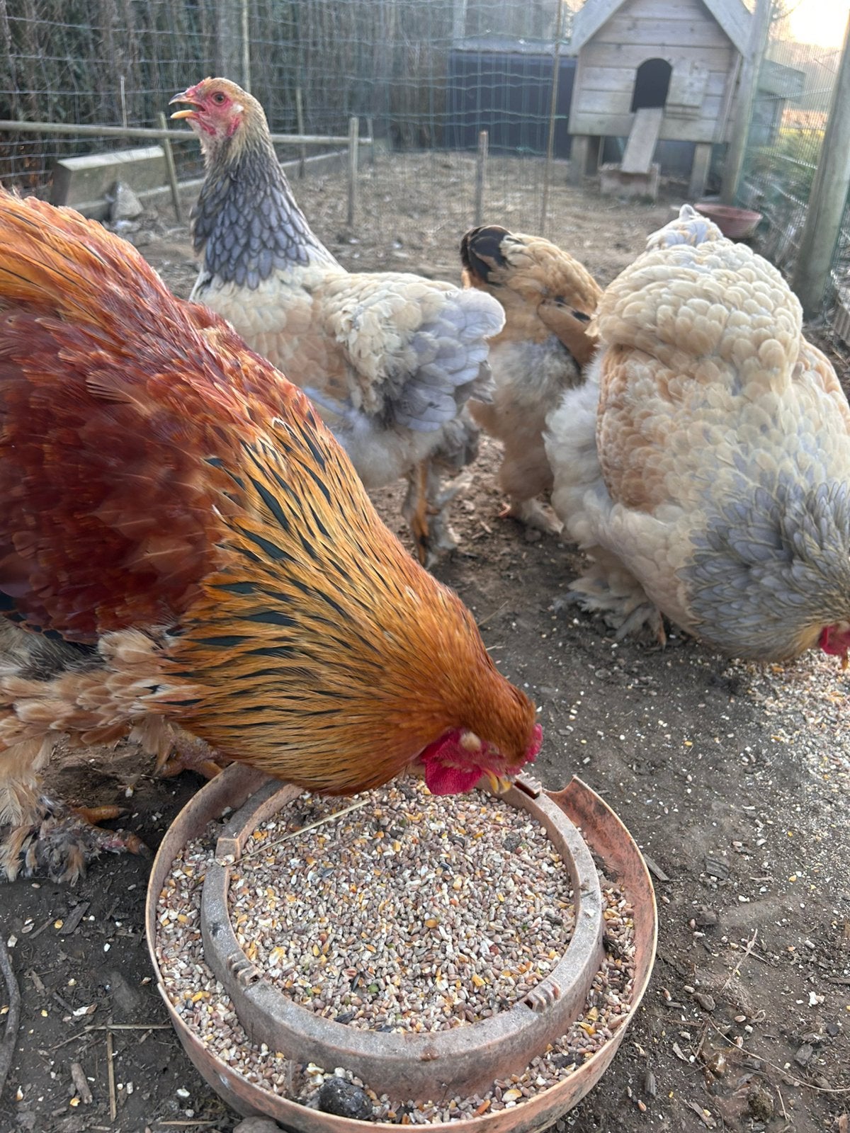 Œufs à éclore Brahma Buff, Plusieurs animaux, Poule ou poulet