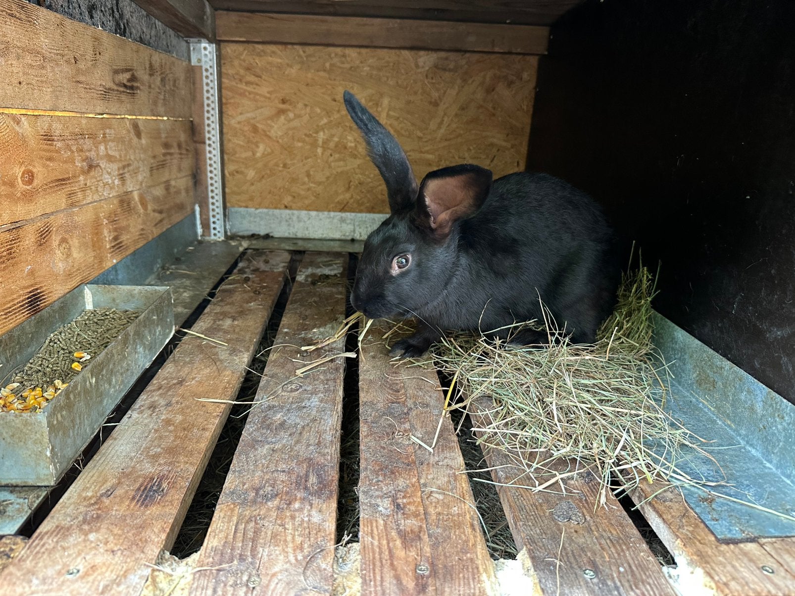 Vleeskonijn/veodster, Animaux & Accessoires, Lapins