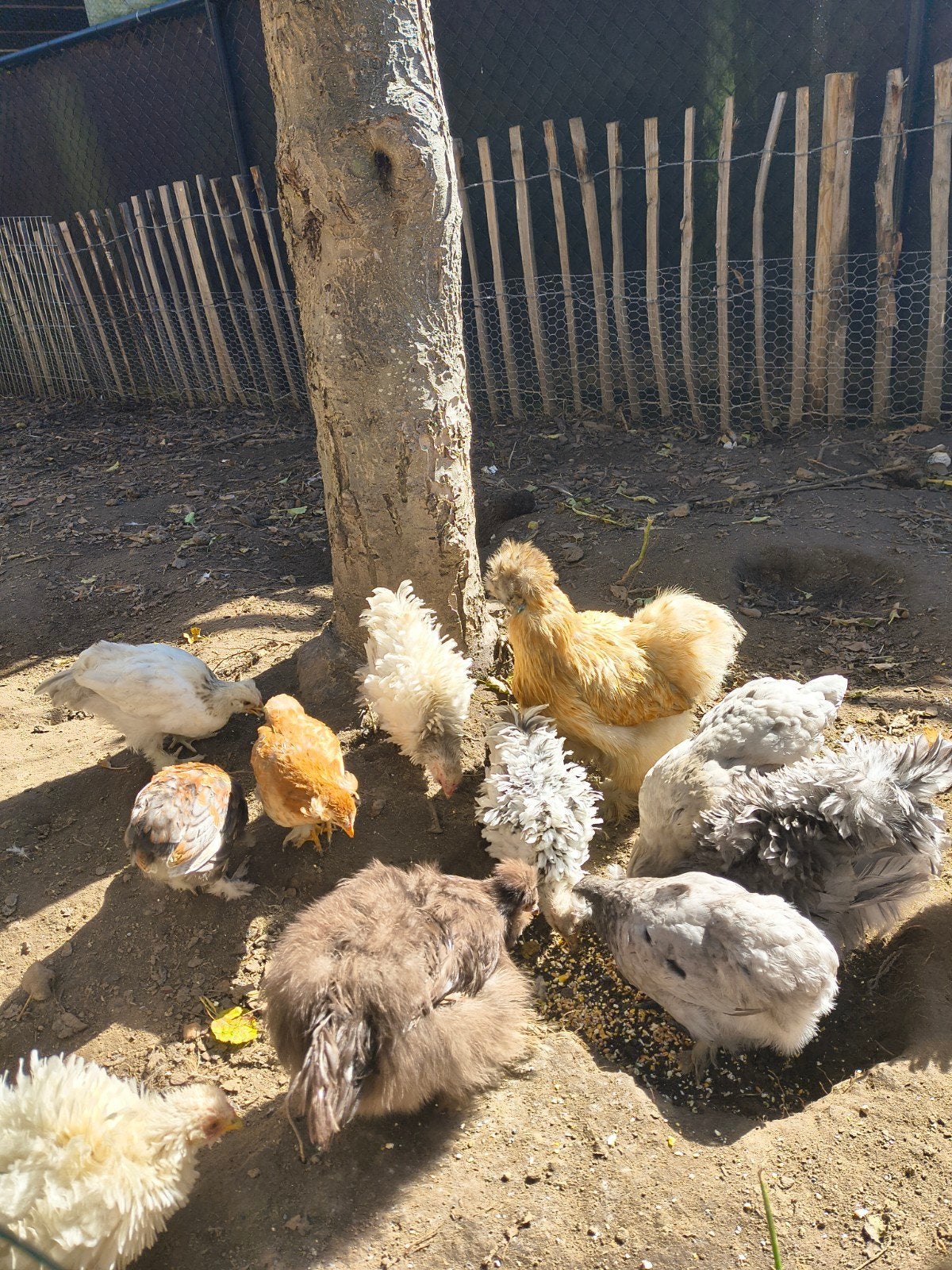 kuikentjes (eind juni), Dieren en Toebehoren, Geslacht onbekend, Kip