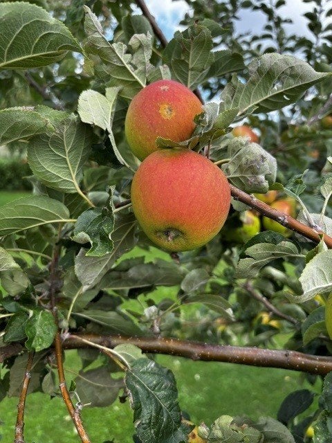 Pomme Keuleman fraîche à aigre, Enlèvement