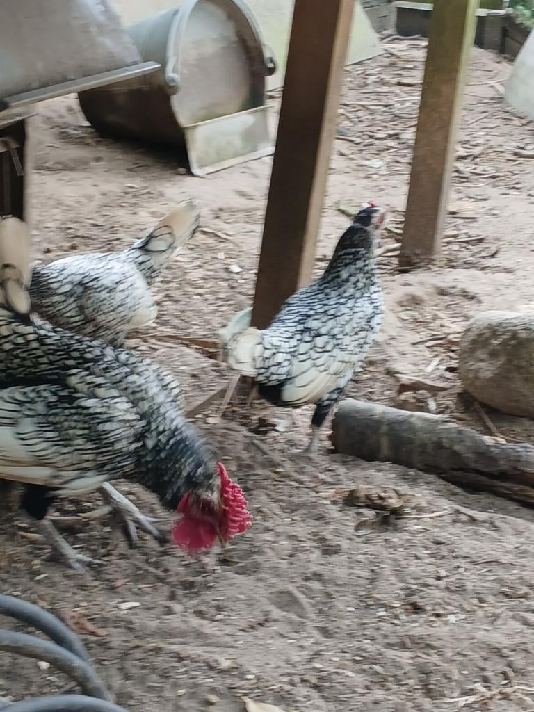 Sebrights, Animaux & Accessoires, Volatiles