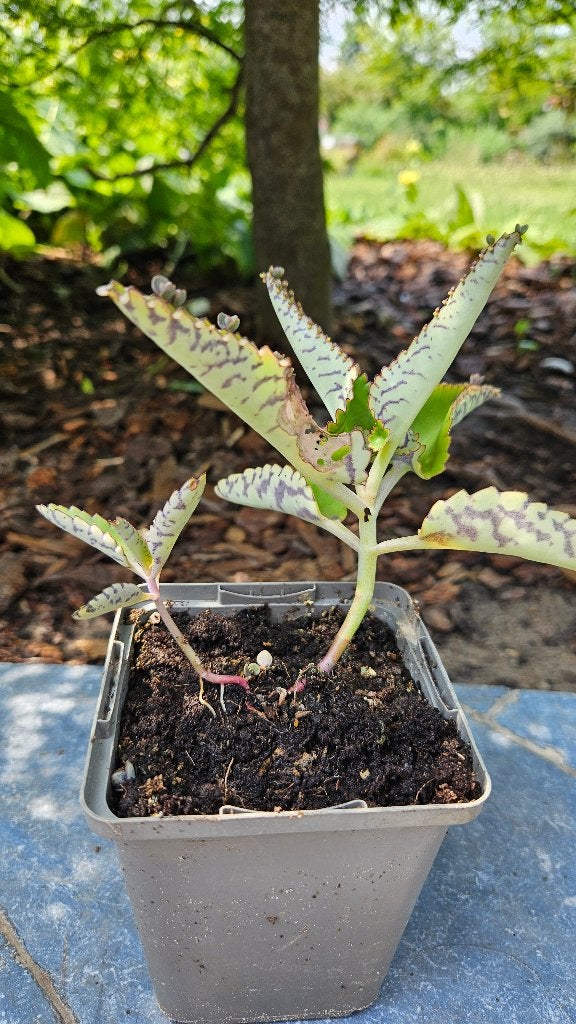 Kalanchoé, Maison & Meubles, Plantes d'intérieur, Plante succulente, Moins de 100 cm, Plante verte, Plein soleil, Enlèvement