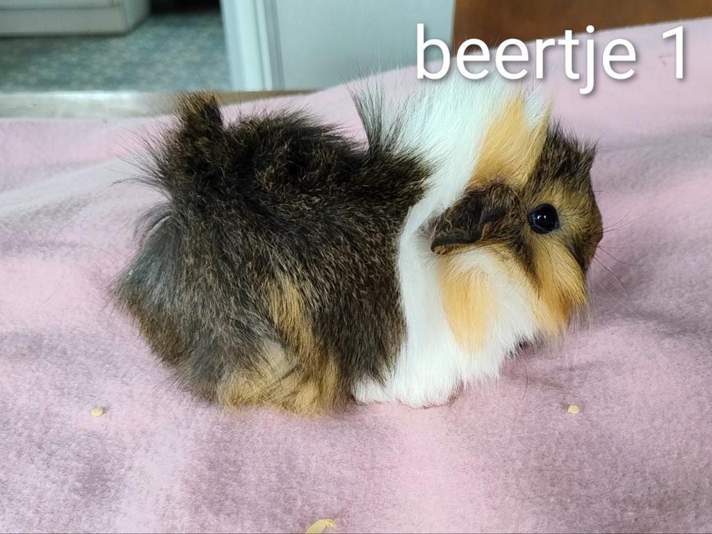 2 jonge peruvian beertjes, Dieren en Toebehoren, Knaagdieren, April, Vrouwelijk, Cavia
