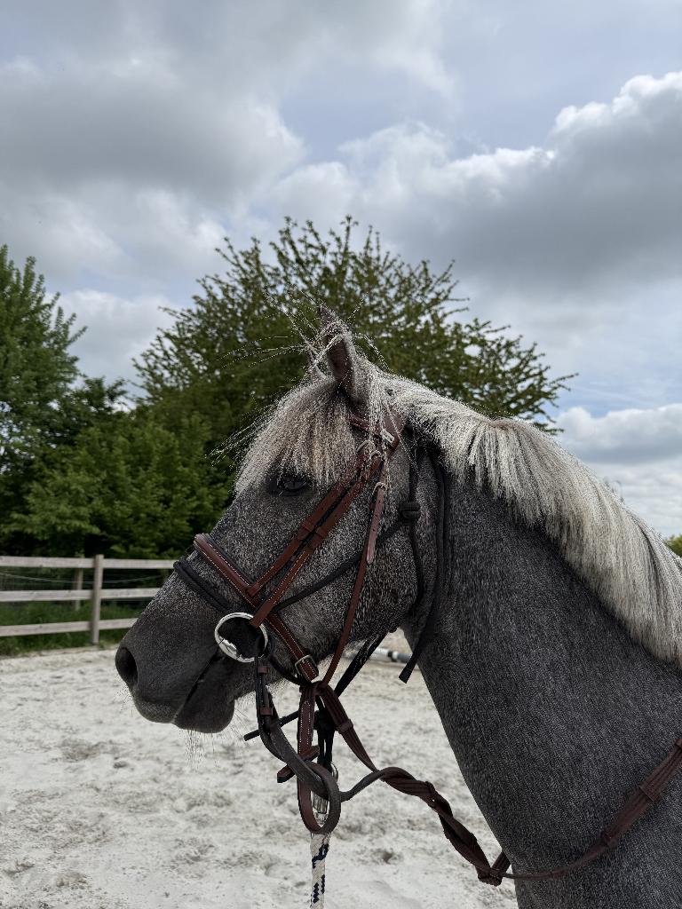 Spring pony, Dieren en Toebehoren, Pony's, Met stamboom, Springpony, 3 tot 6 jaar, D pony (1.37m tot 1.48m)