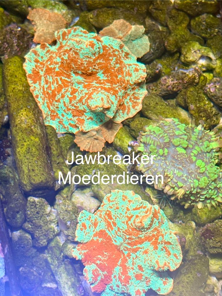 Laatste stekjes voor zeeaquarium beschikbaar, Dieren en Toebehoren, Ophalen of Verzenden, Nieuw, Decoratie
