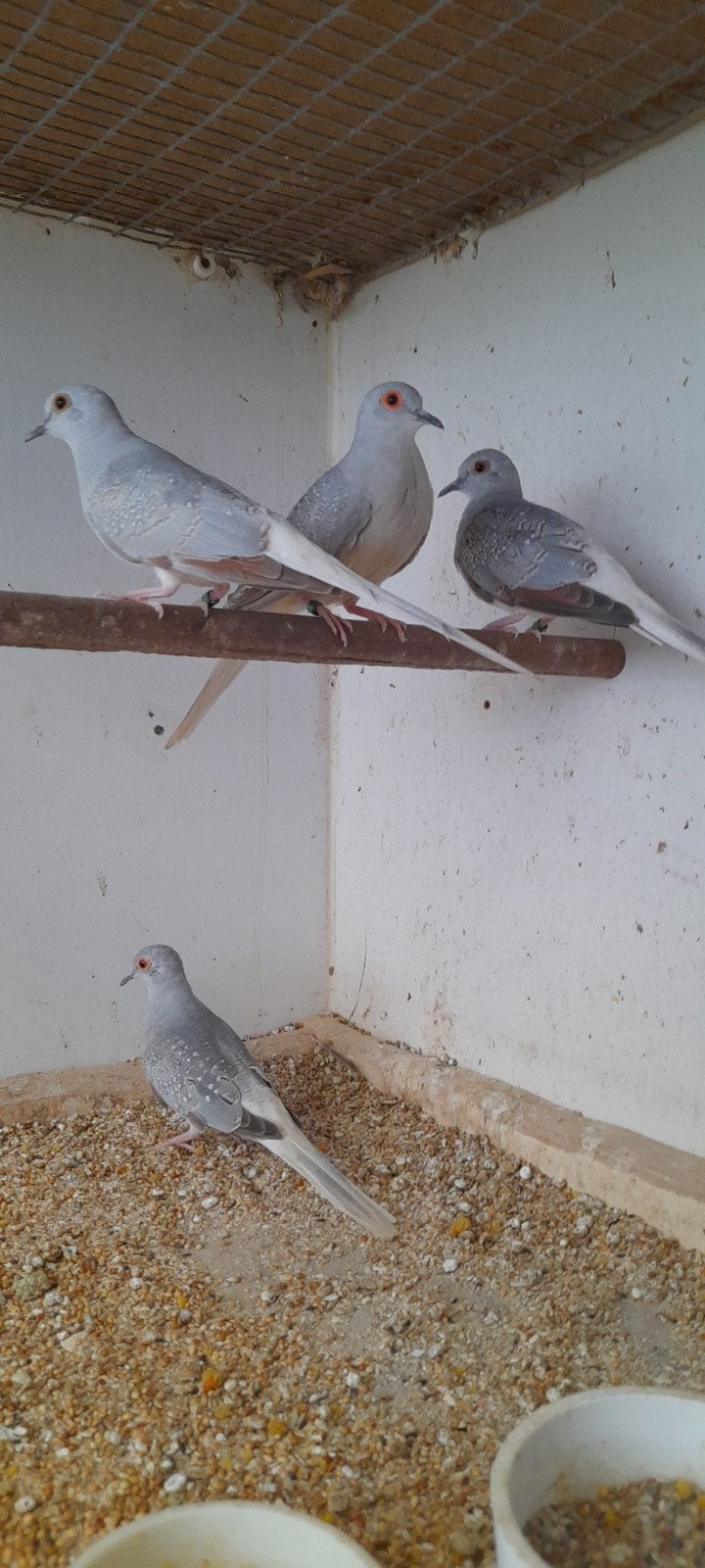 4 jonge diamantduifjes 5€ stuk