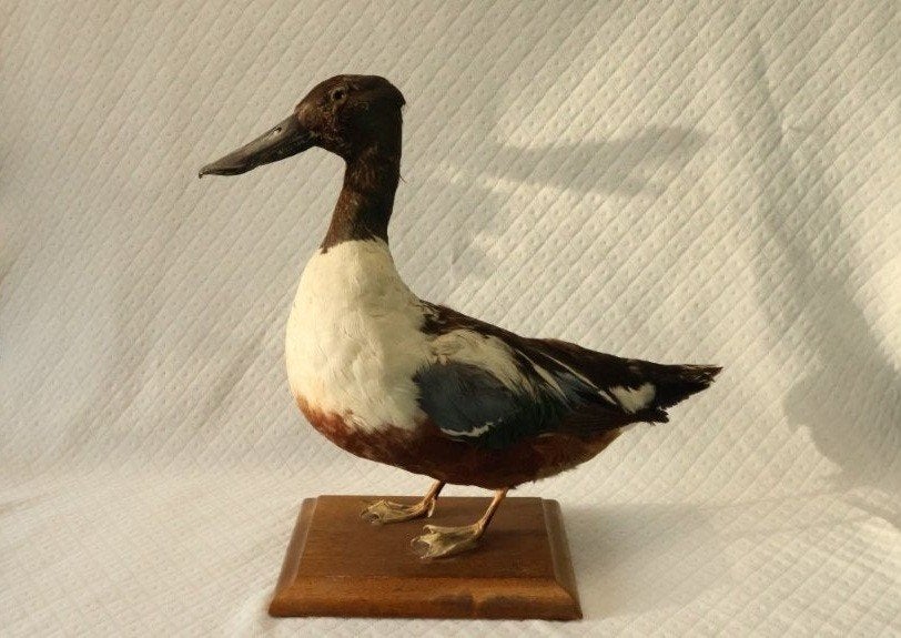 Taxidermie - opgezette eend, Ophalen of Verzenden, Gebruikt, Opgezet dier