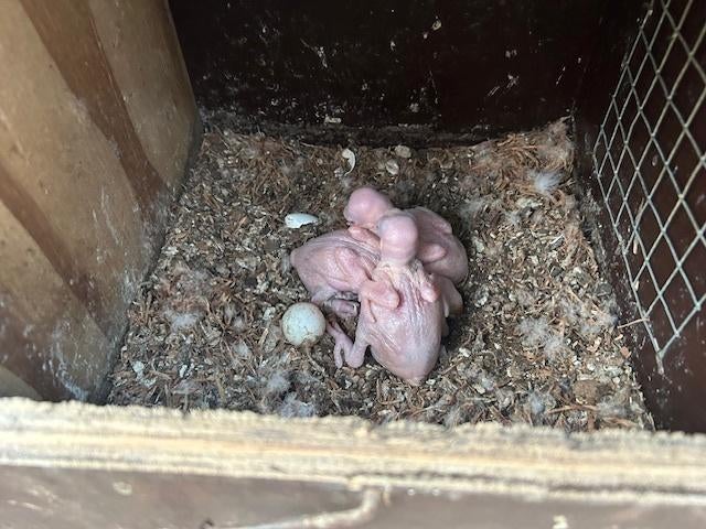 halsbandparkietjes om met de hand groot te brengen, Parkiet