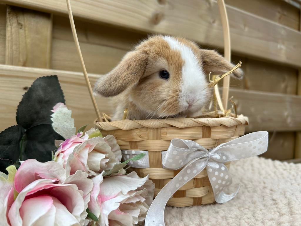 Prachtige Franse Hangoor baby, Dieren en Toebehoren, Mannelijk, Groot, Hangoor, 0 tot 2 jaar