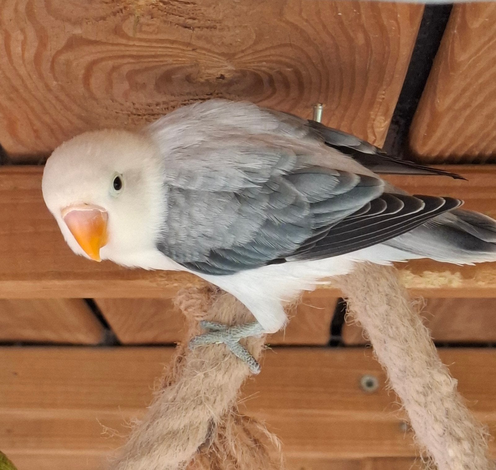 Jonge dwergpapegaai, Dieren en Toebehoren, Mannelijk, Dwergpapegaai of Agapornis, Geringd