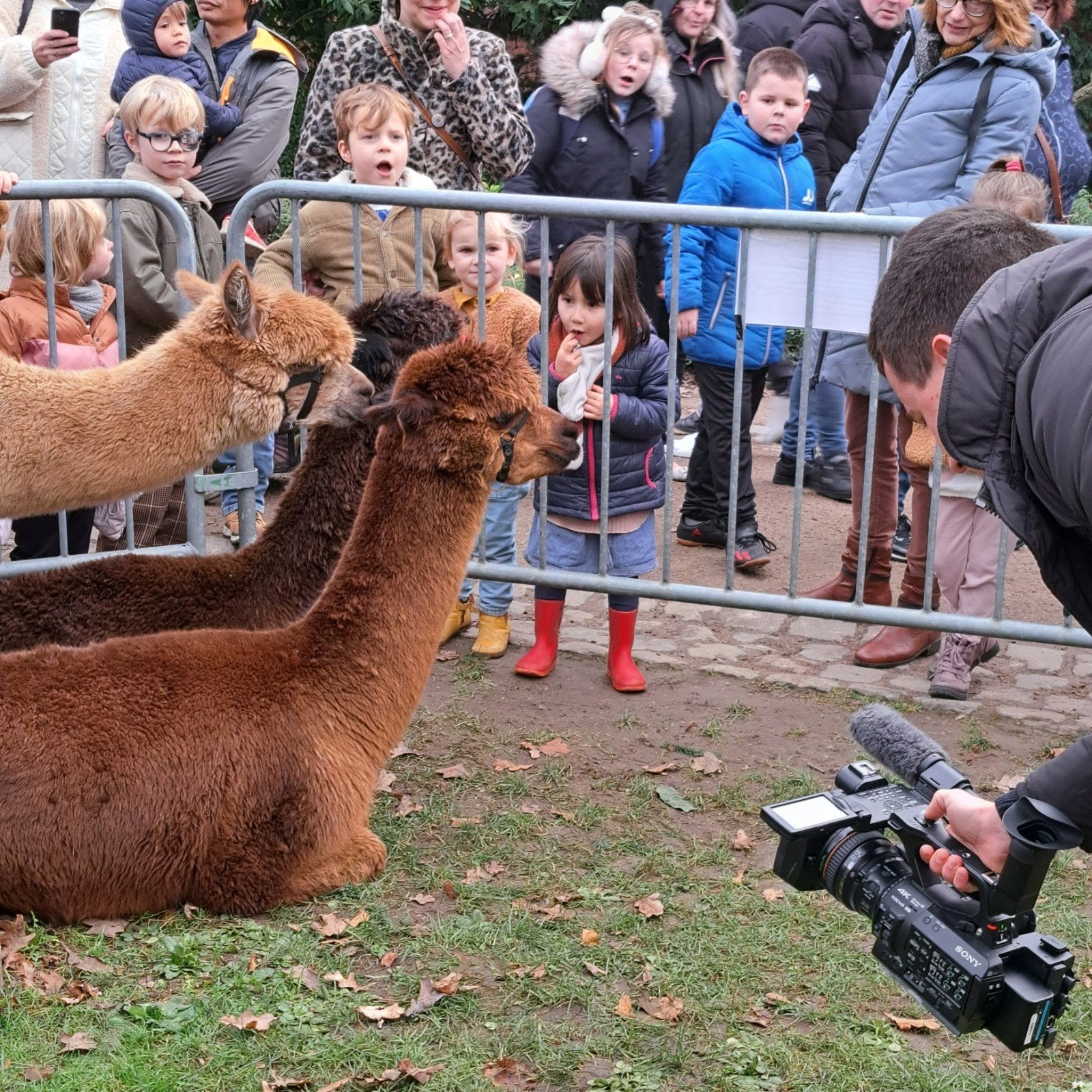 bruine merrie, hand tam, Dieren en Toebehoren, Mei, Vrouwelijk