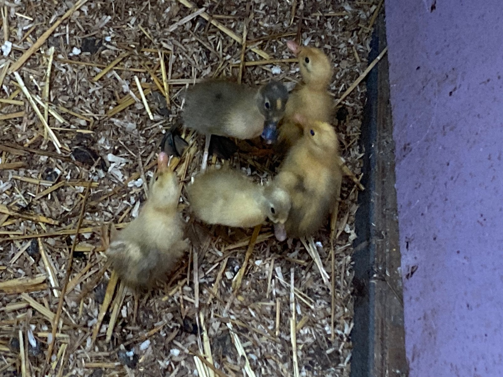 Poussins de canards indiens