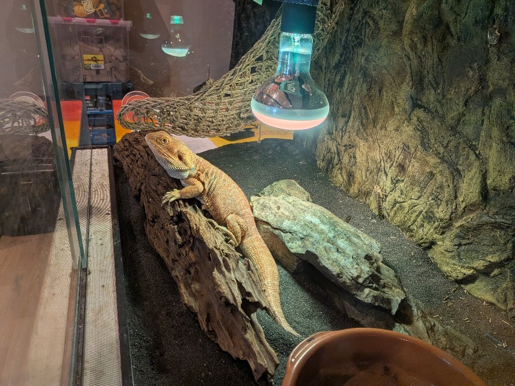baardagaam met terrarium, Amphibien, Avec terrarium, 0 à 2 ans