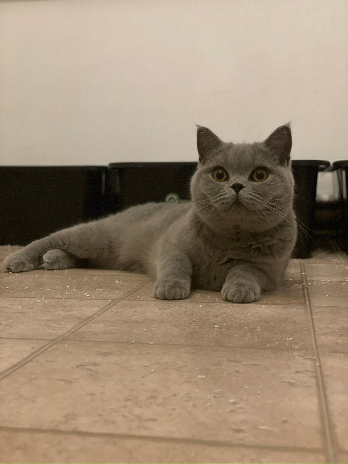 Britse korthaar katinen , herplaatsters, Dieren en Toebehoren, Katten en Kittens | Raskatten | Korthaar, Poes, Met stamboom, 3 tot 5 jaar