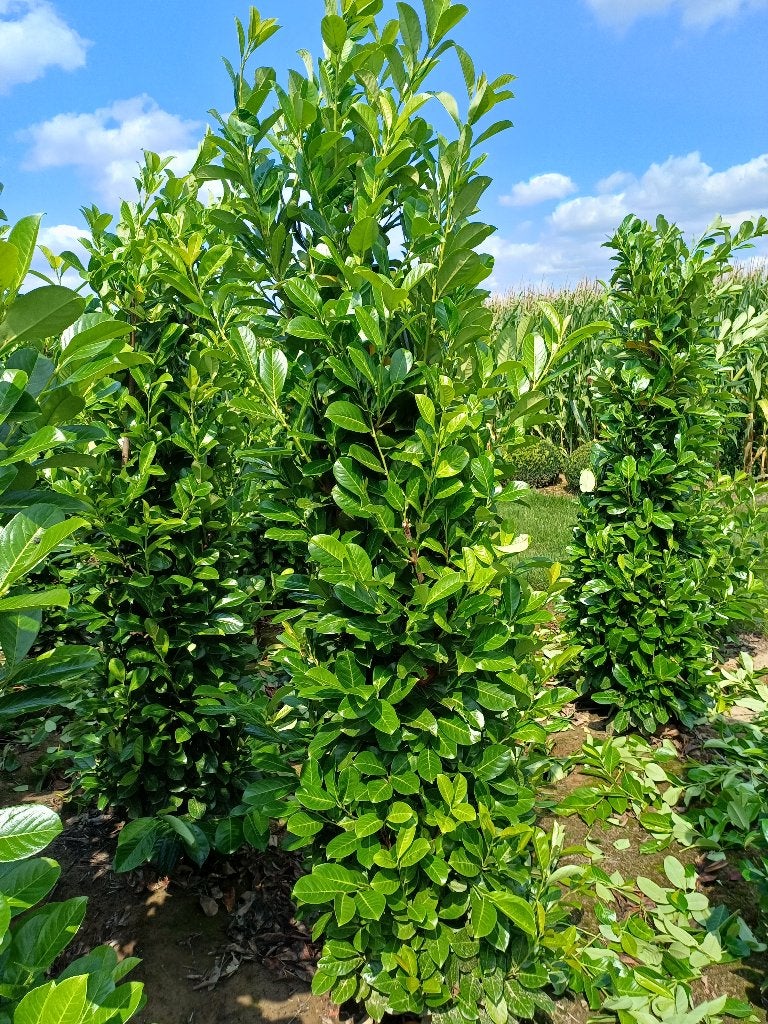 Prunus rothundifolia (riemst), Tuin en Terras, Ophalen