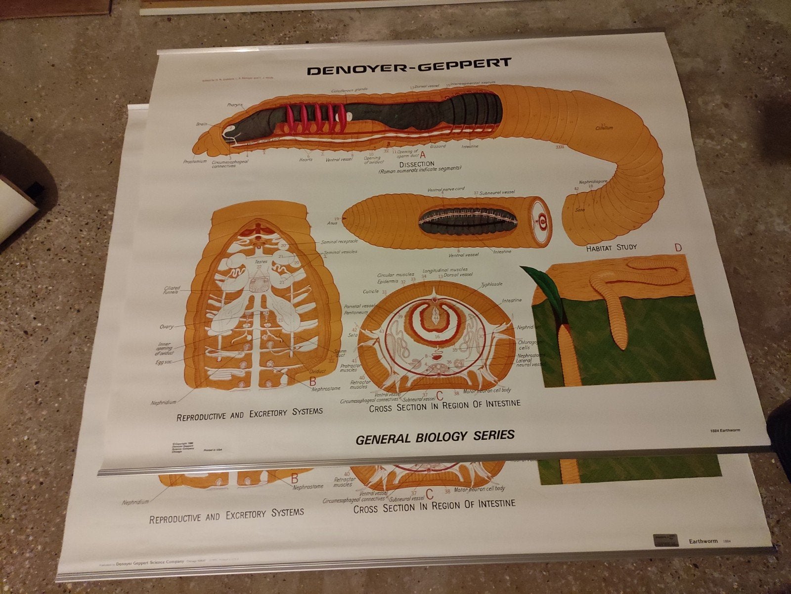 1986 : Anatomische poster met metalenregels, Antiek en Kunst, Ophalen of Verzenden