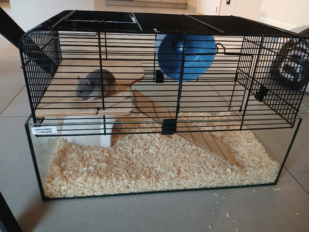 Vrouwtjes hamster +kooi, Dieren en Toebehoren, Ophalen, Kooi, Hamster