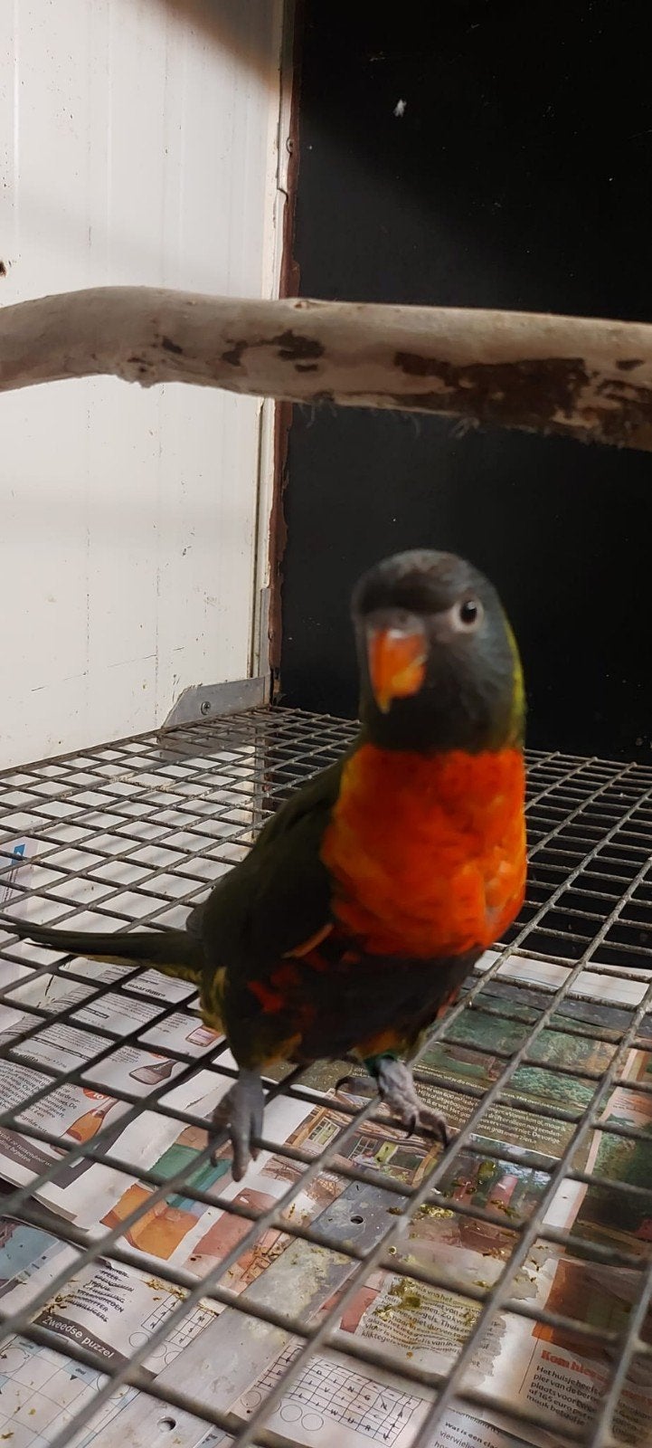lori grijsgroen, Meerdere dieren, Parkiet, Geringd