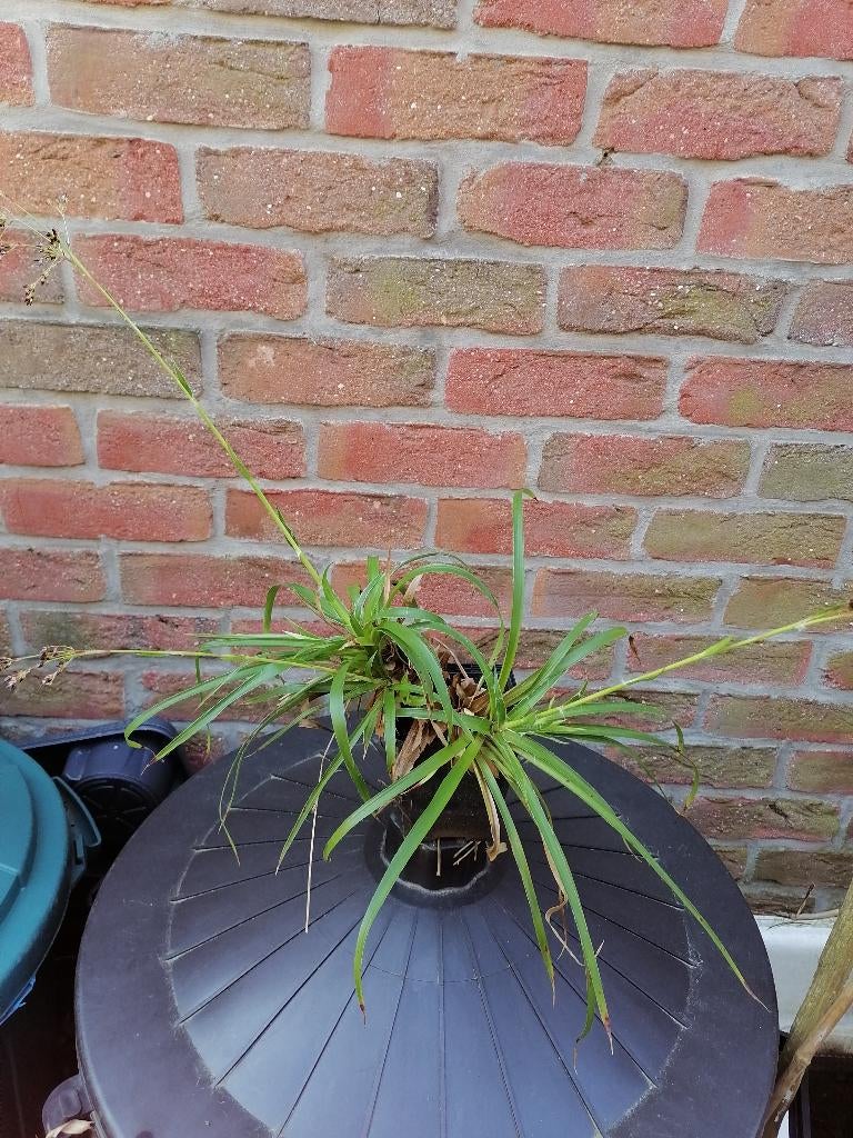 Luzule plante couvre sol, Ophalen, Lente, Vaste plant, Overige soorten
