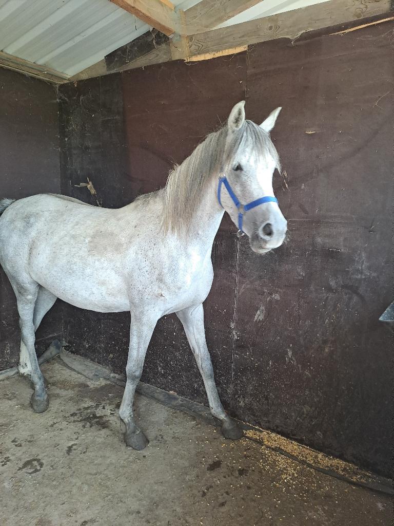 Arabische paarden te koop, Jument, Vermifugé