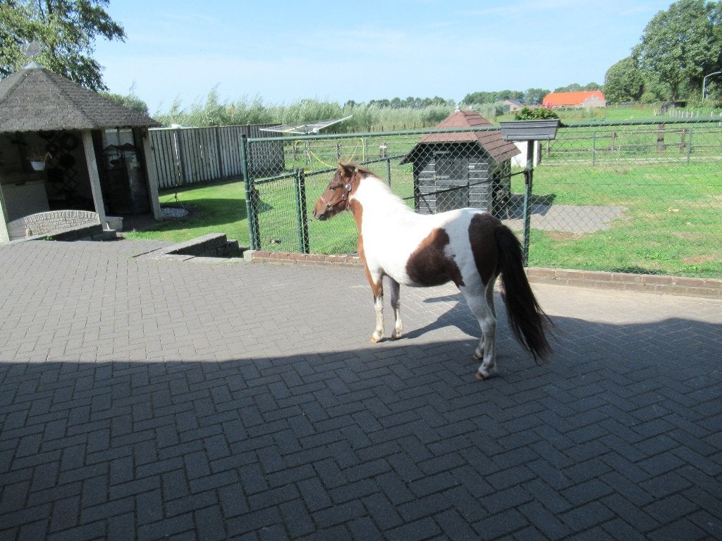 Prachtige merrie Tiara, Dieren en Toebehoren, Merrie, M, Gechipt, 0 tot 2 jaar