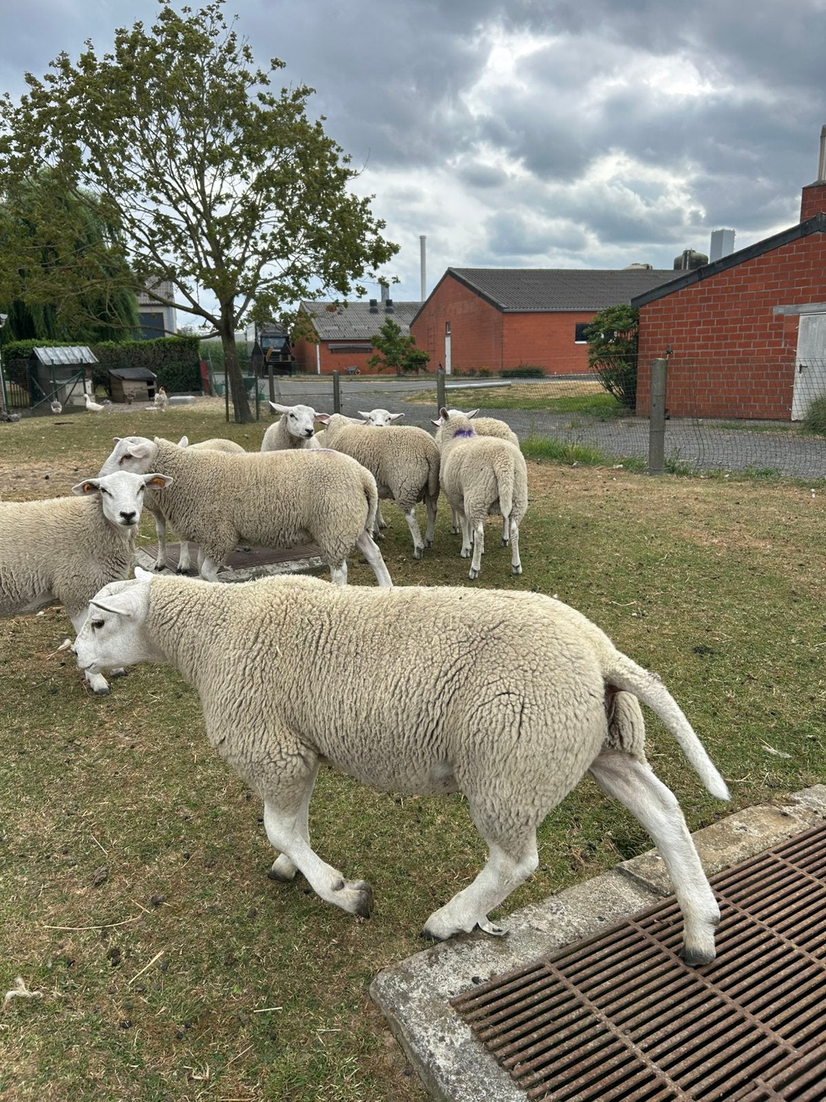 Ramlammeren texel/swifter