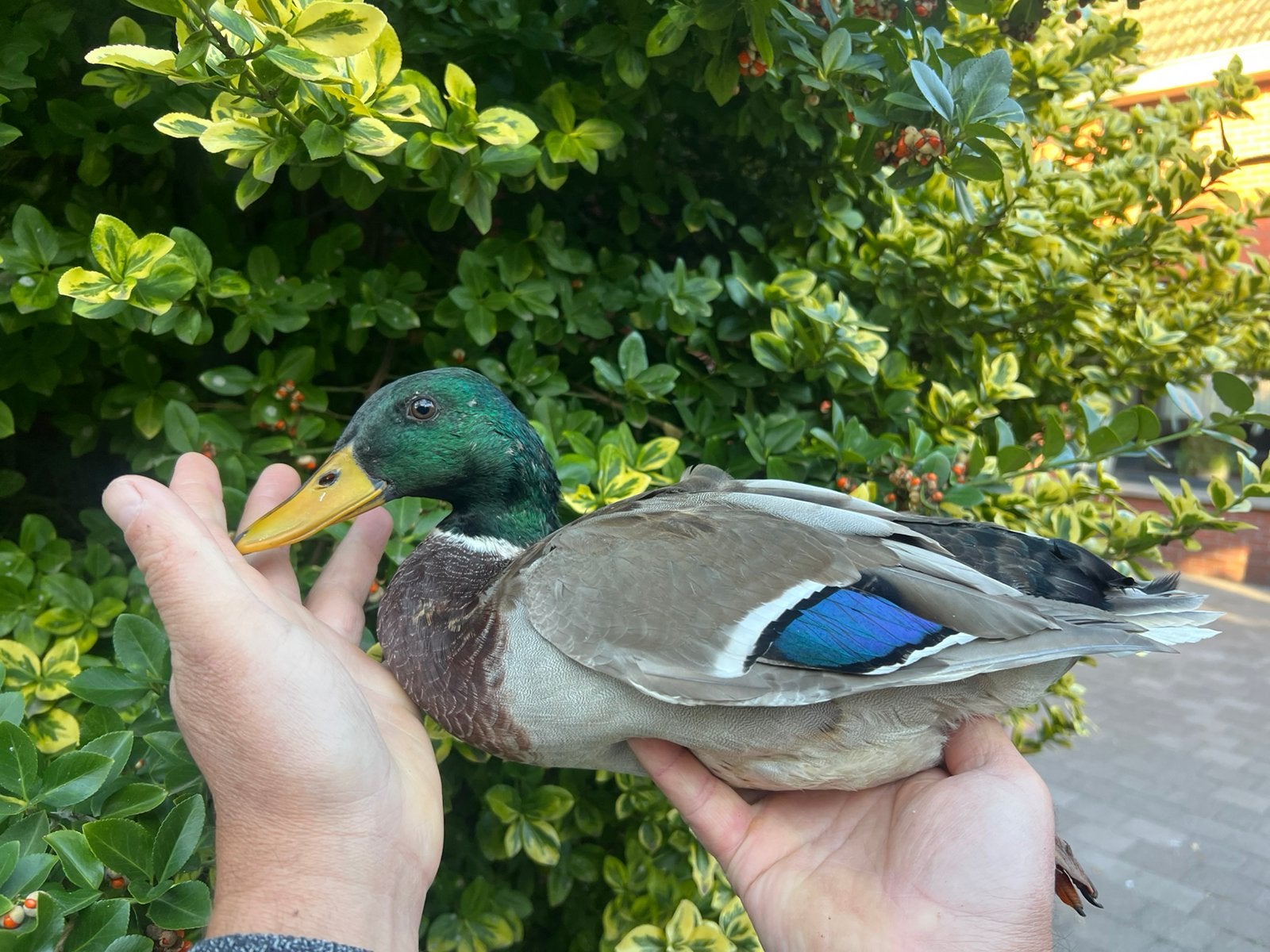 Koppel eenden, Dieren en Toebehoren, Meerdere dieren, Eend